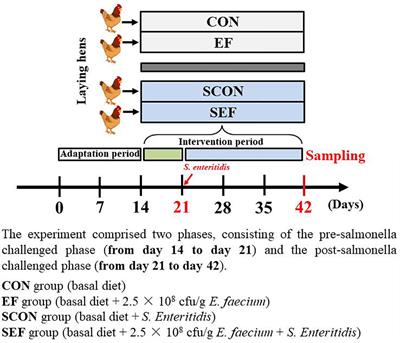 Intestinal Mucosal Immunity-Mediated Modulation of the Gut Microbiome by Oral Delivery of Enterococcus faecium Against Salmonella Enteritidis Pathogenesis in a Laying Hen Model